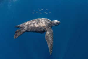 Pacific leatherback turtle and school of fish